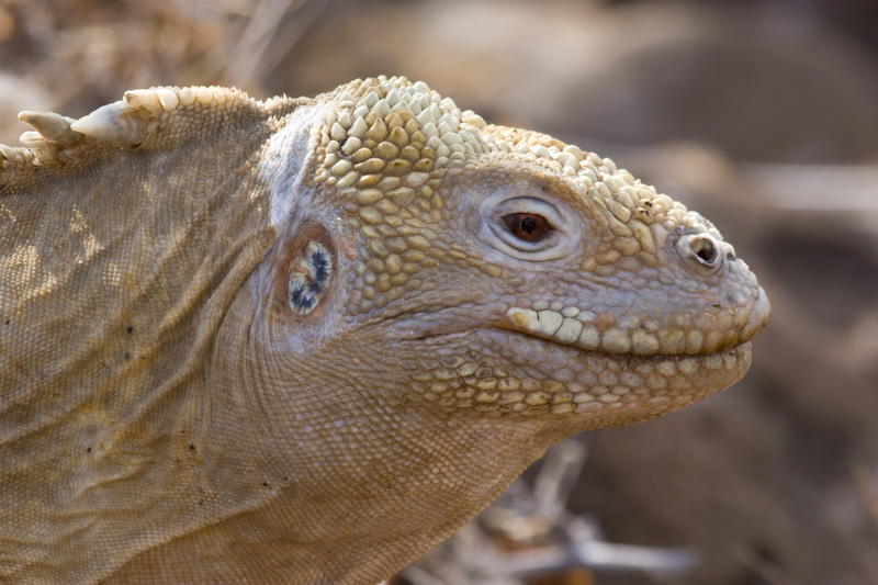 Galápagos Land Iguana